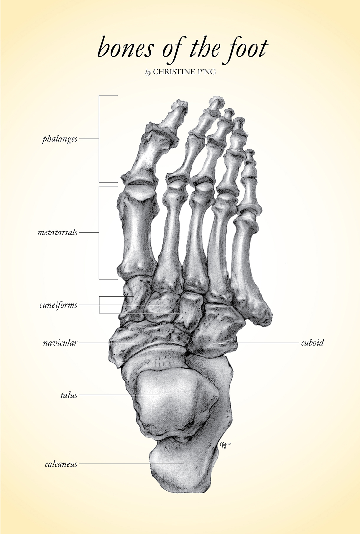 Carbon dust of the bones of the foot