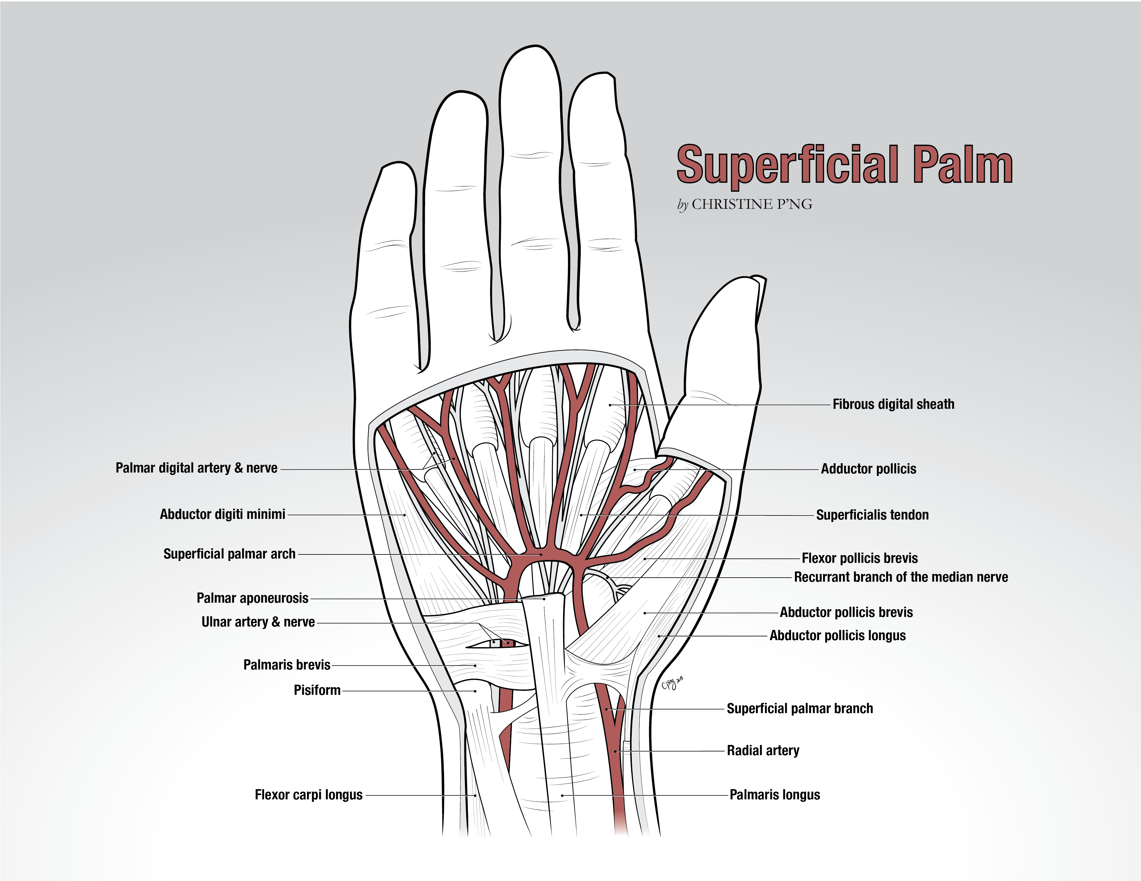 Line drawing of the superficial palm