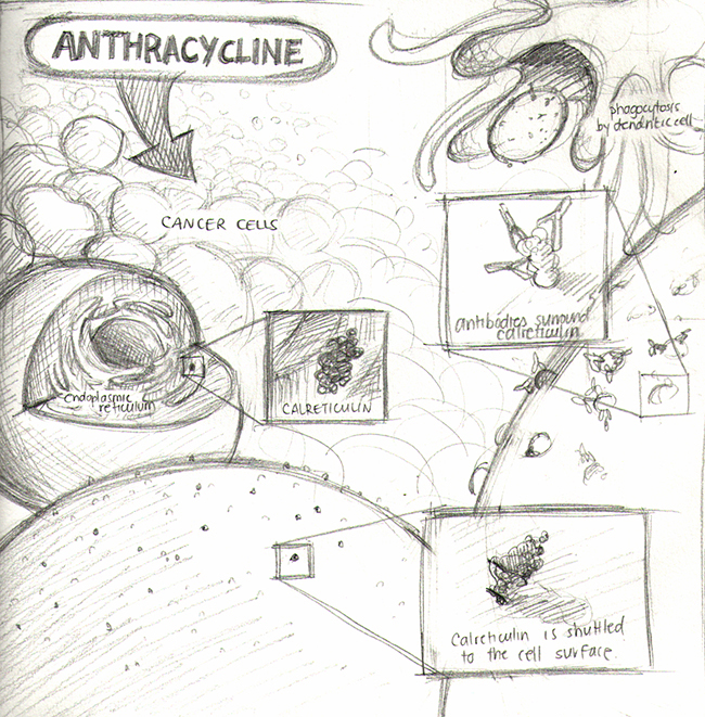 Cell-shaded depiction of cancer cells being attacked by anthracycline